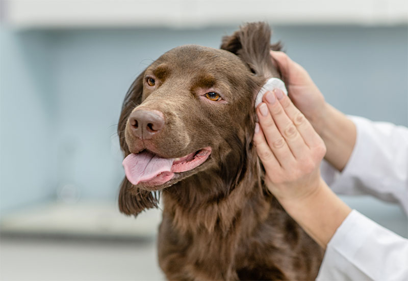 Vet,Cleaning,Dogs,Ear,At,Vet,Clinic your-guide-to-taking-care-strip4
