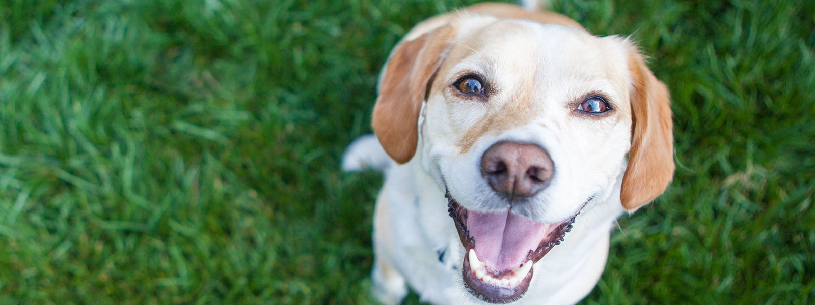 5 Facts Pet Owners Should Know About Heartworms