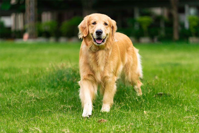 4-strategies-for-maintaining-your-golden-retrievers-joint-health-strip2