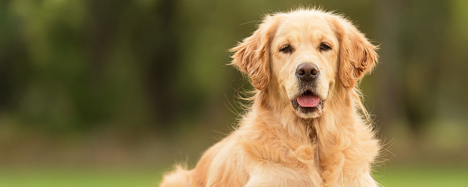 4-strategies-for-maintaining-your-golden-retrievers-joint-health_banner