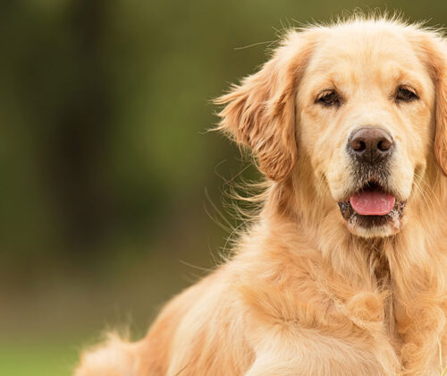 4-strategies-for-maintaining-your-golden-retrievers-joint-health_banner