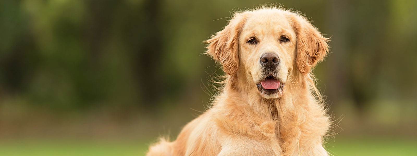 get well soon golden retriever