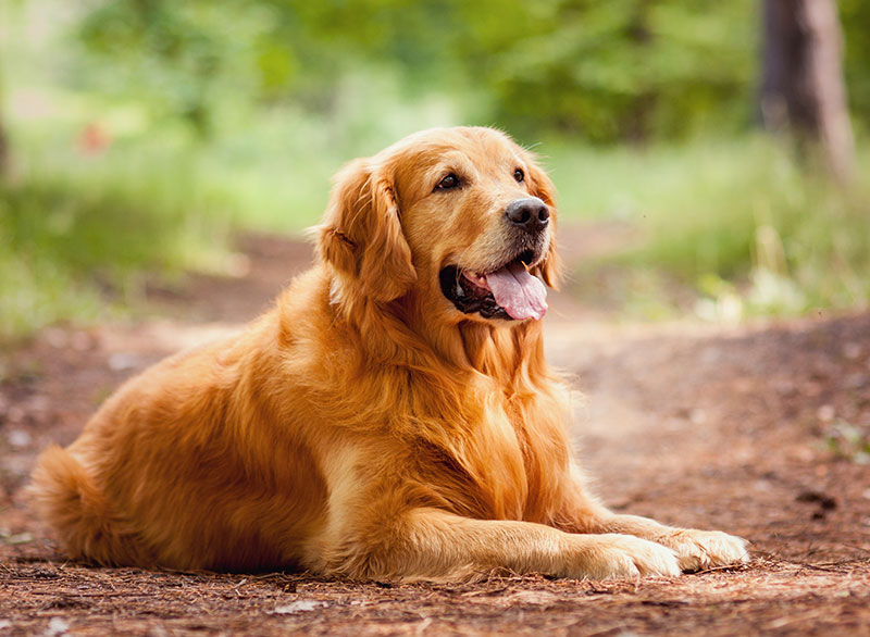 4-strategies-for-maintaining-your-golden-retrievers-joint-health_strip1