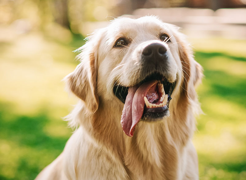 4-strategies-for-maintaining-your-golden-retrievers-joint-health_strip3