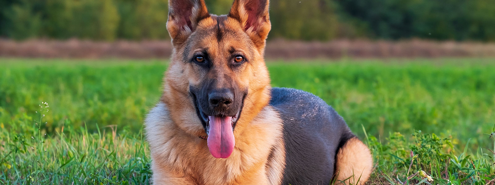 Understanding Degenerative Myelopathy and Your German Shepherd’s Risk