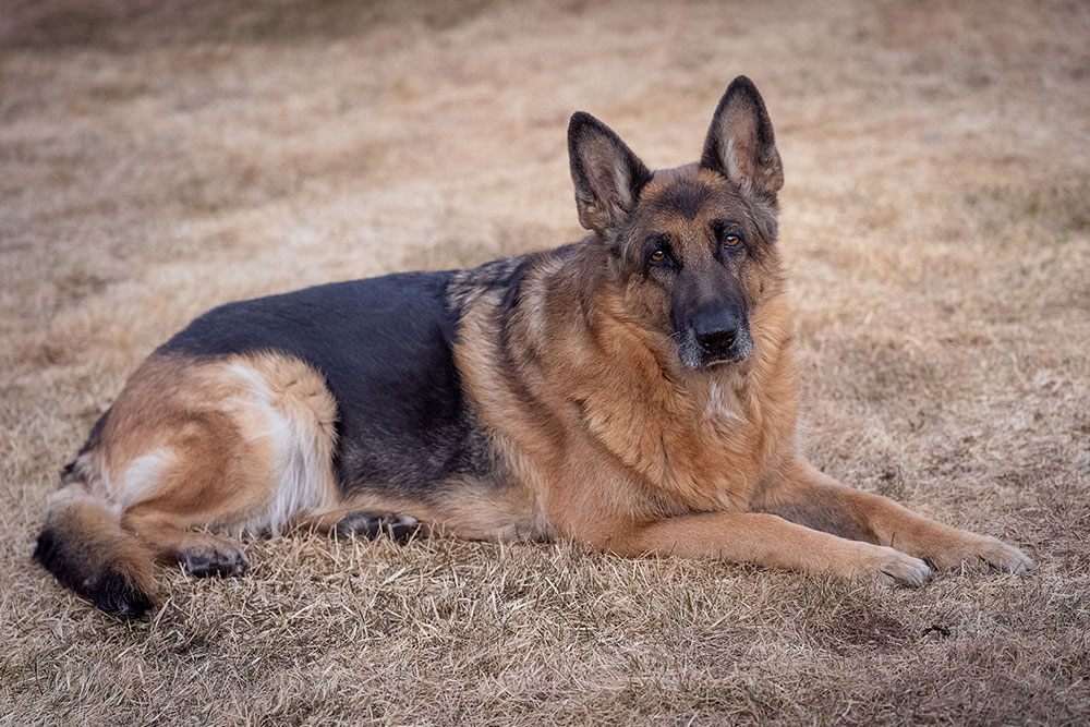 Degenerative Myelopathy Risks In German Shepherds Sleepy Hollow Ny