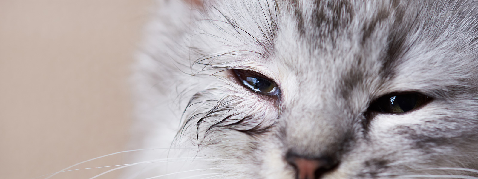 What You Should Know About Feline Asthma