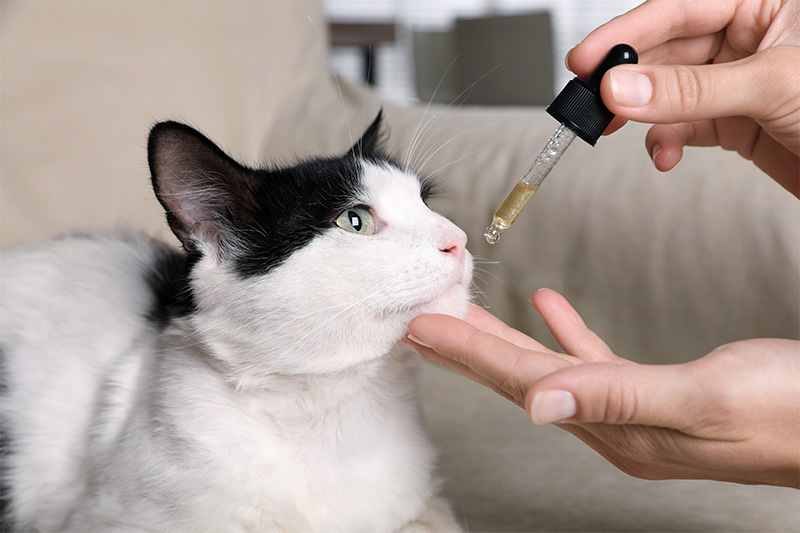 what-you-should-know-about-feline-asthma-strip5