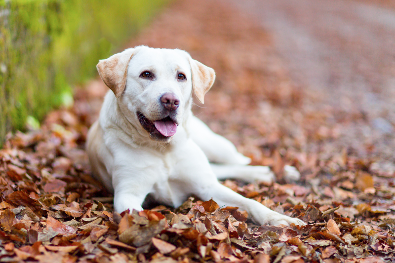 labrador retriever