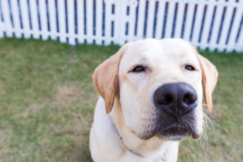 labrador hip dysplasia