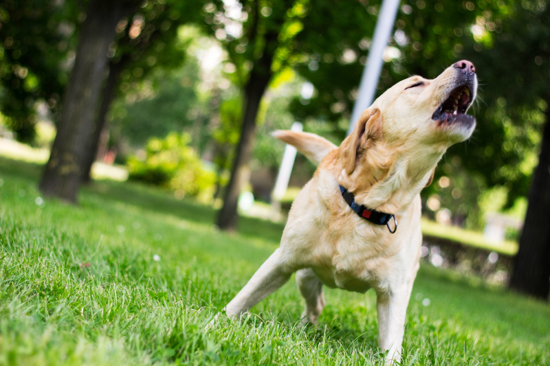 labrador retriever hip dysplacia