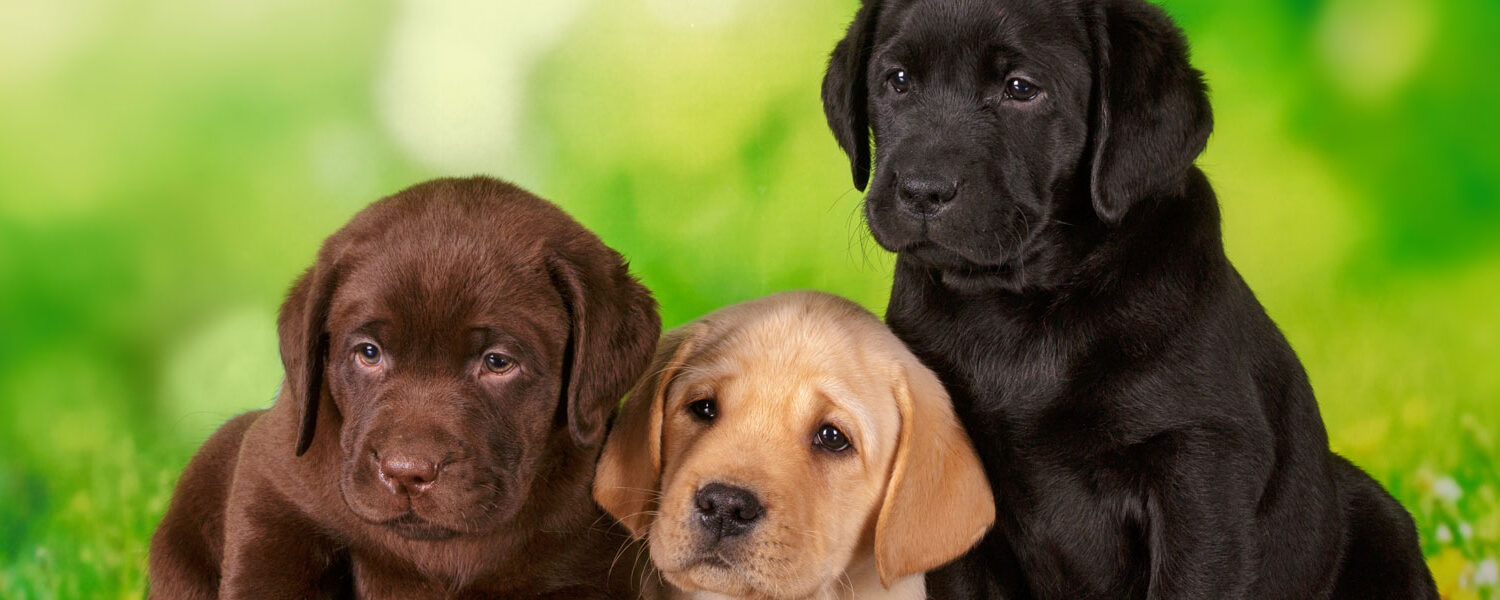 labrador-retrievers-and-hip-dysplasia-what-you-need-to-know-to-keep-banner