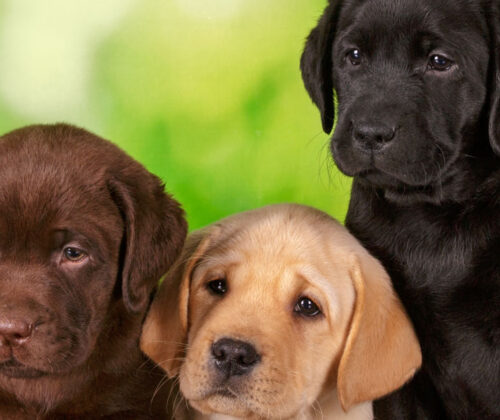 labrador-retrievers-and-hip-dysplasia-what-you-need-to-know-to-keep-banner