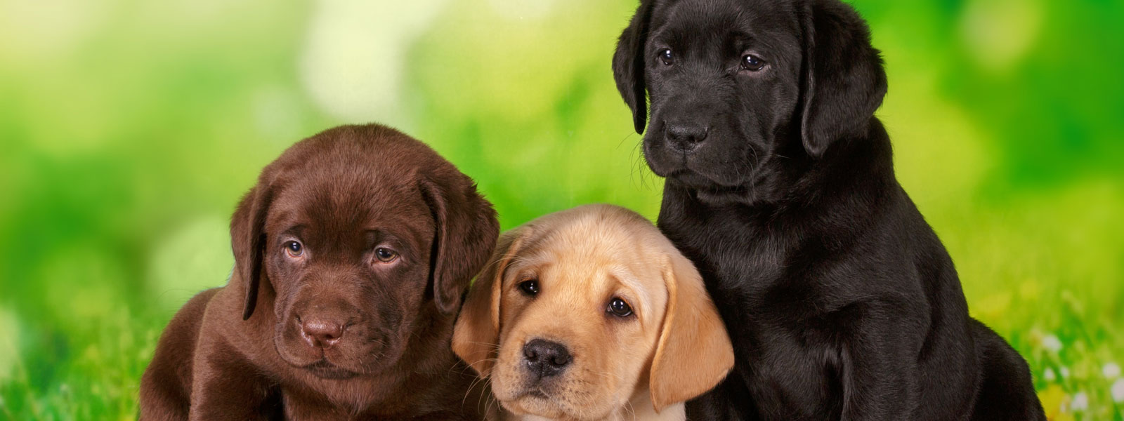 Labrador Retrievers and Hip Dysplasia: What You Need to Know to Keep Your Dog Healthy