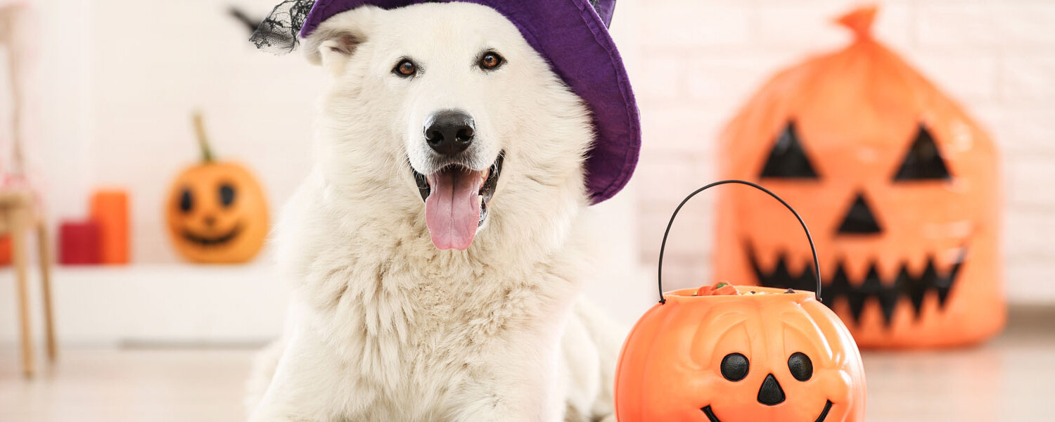 stay-safe-this-fright-month-5-halloween-safety-tips-for-pets-banner