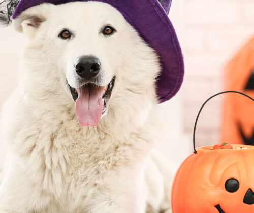 stay-safe-this-fright-month-5-halloween-safety-tips-for-pets-banner