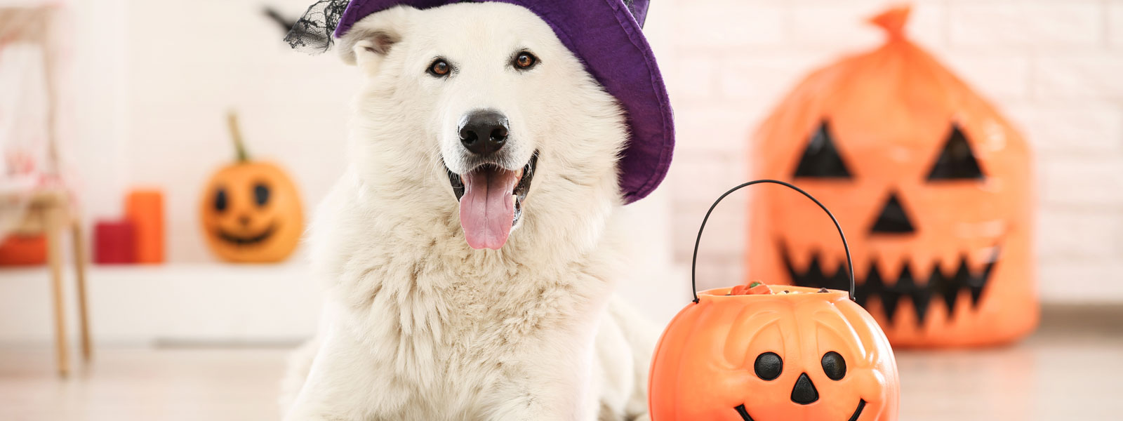 Stay Safe This Fright Month! 5 Halloween Safety Tips for Pets
