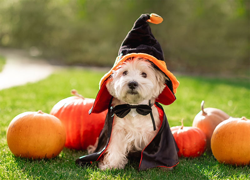 stay-safe-this-fright-month-5-halloween-safety-tips-for-pets-strip1