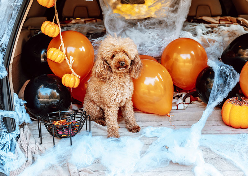 stay-safe-this-fright-month-5-halloween-safety-tips-for-pets-strip2