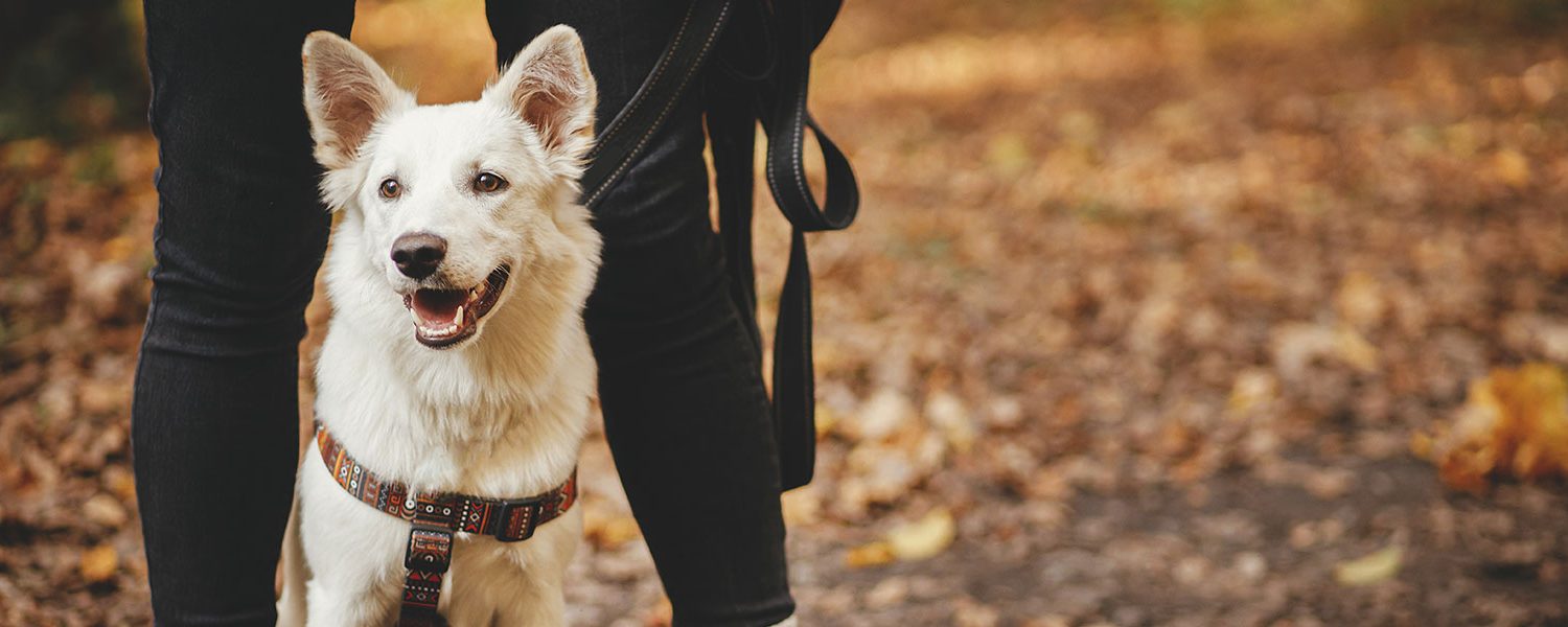 everything-you-should-know-about-hiking-with-your-pup-banner