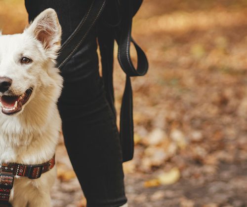 everything-you-should-know-about-hiking-with-your-pup-banner