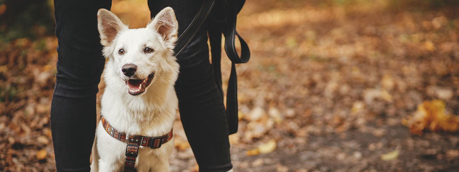 Everything You Should Know About Hiking With Your Pup