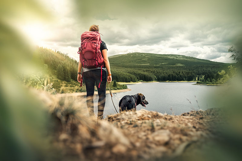 everything-you-should-know-about-hiking-with-your-pup-strip1