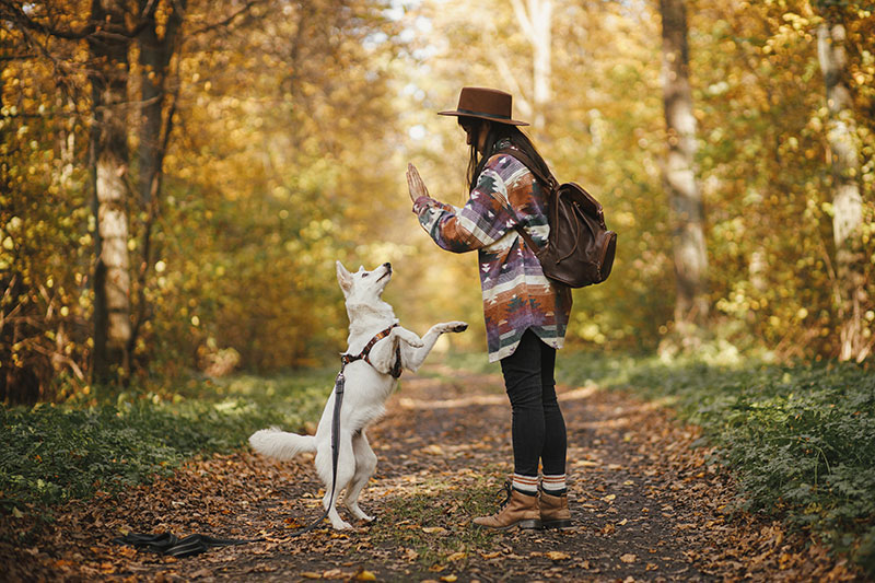 everything-you-should-know-about-hiking-with-your-pup-strip2