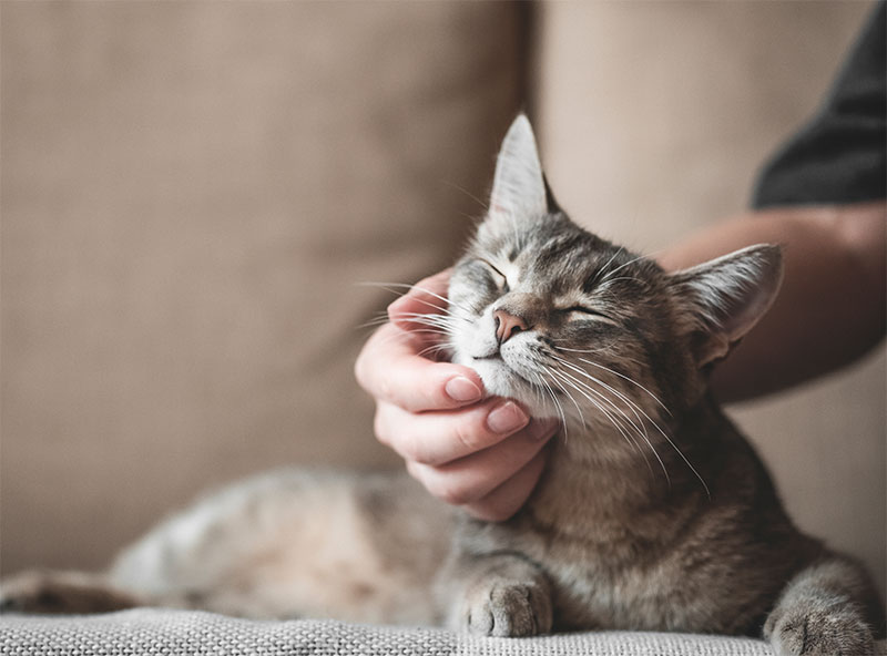 10 Ways to Give Your Cat Love | Sleepy Hollow, NY | Sleepy Hollow ...