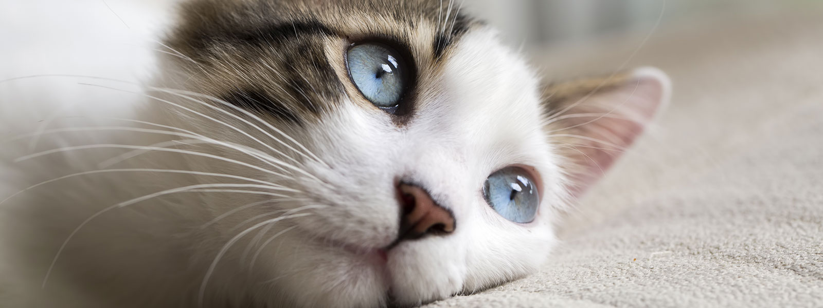 National Cat Health Month: 10 Tips For Keeping Your Cat Healthy All Year Long