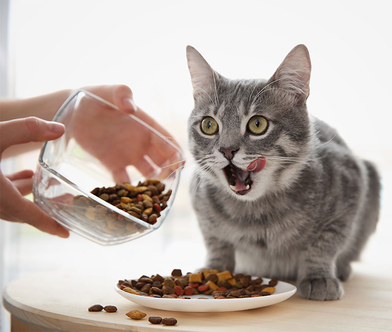national-cat-health-month-10-tips-for-keeping-your-cat-healthy-all-year-long-strip2
