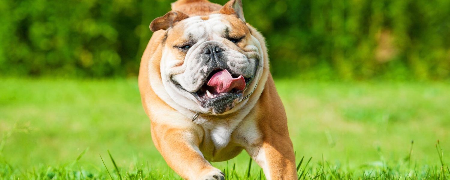 bulldogs-are-beautiful-day-health-concerns-all-bull-dog-owners-should-know-about-banner