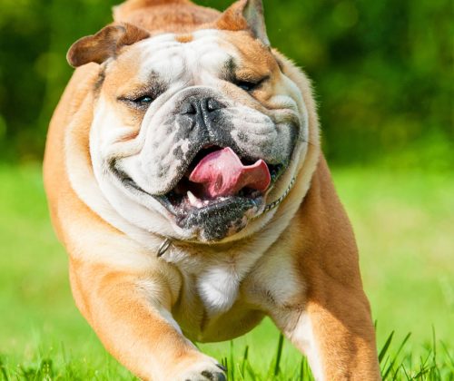 bulldogs-are-beautiful-day-health-concerns-all-bull-dog-owners-should-know-about-banner