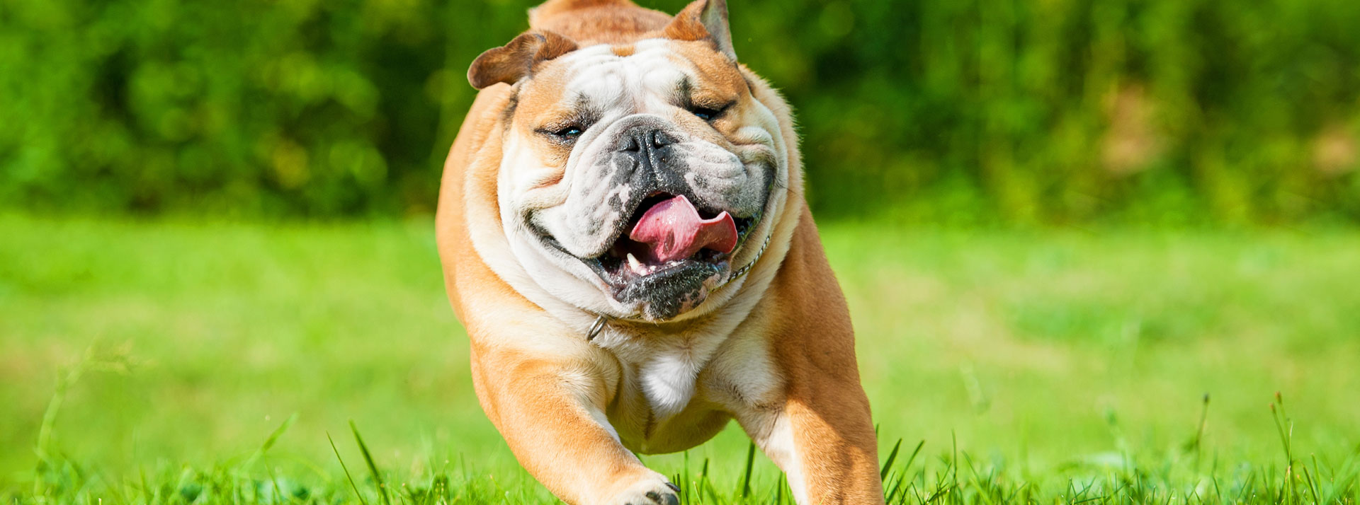 English Bulldog Dog Breed Health and Care