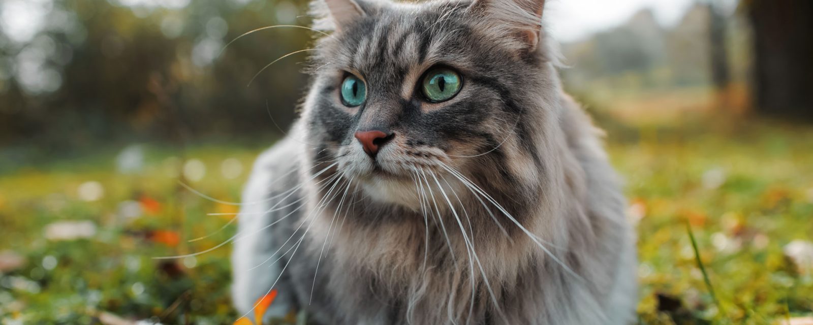 Protecting Your Cat’s Vision: Common Eye Diseases to Watch Out For