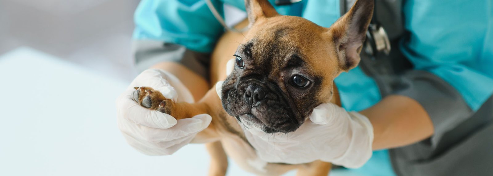 Urgent Care vs. Emergency Care: Seeking Care For Your Pets