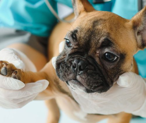 urgent-care-vs-emergency-care-seeking-care-for-your-pets-banner
