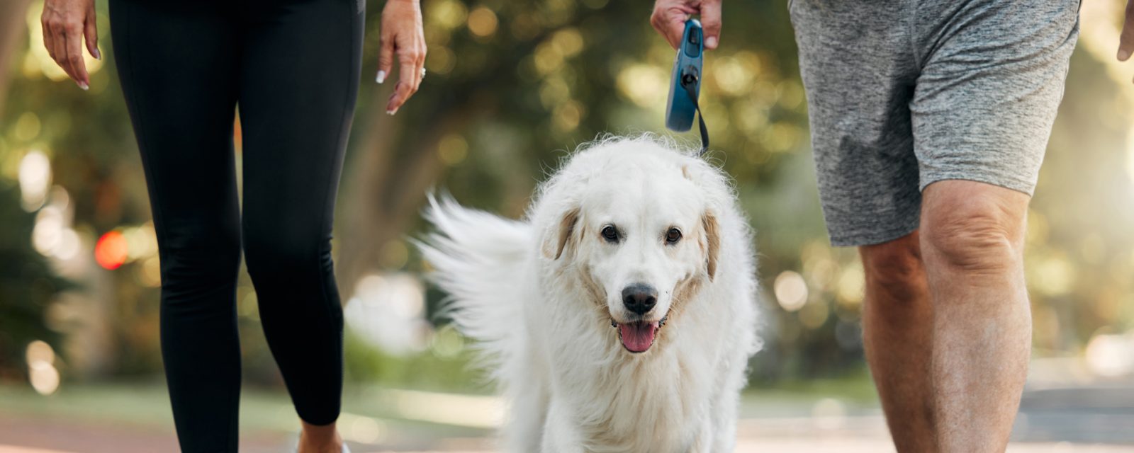 Paws in Motion: The Importance of Exercise for Your Pets