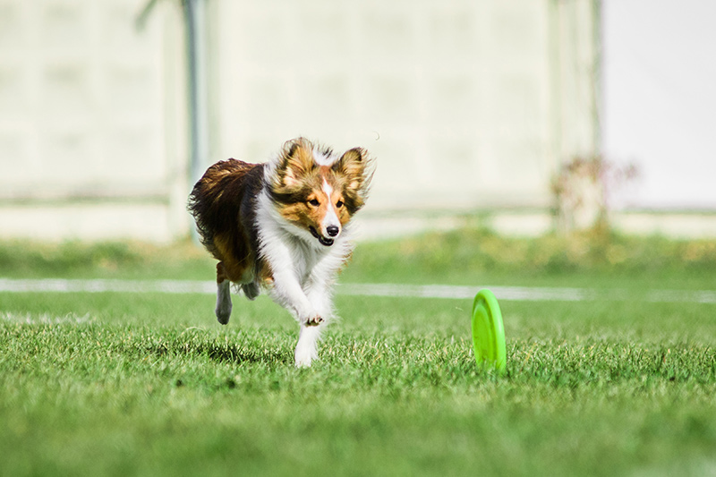 paws-in-motion-the-importance-of-exercise-for-your-pets-strip2