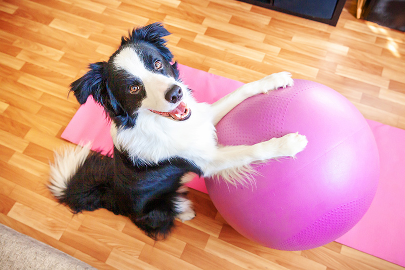 paws-in-motion-the-importance-of-exercise-for-your-pets-strip4