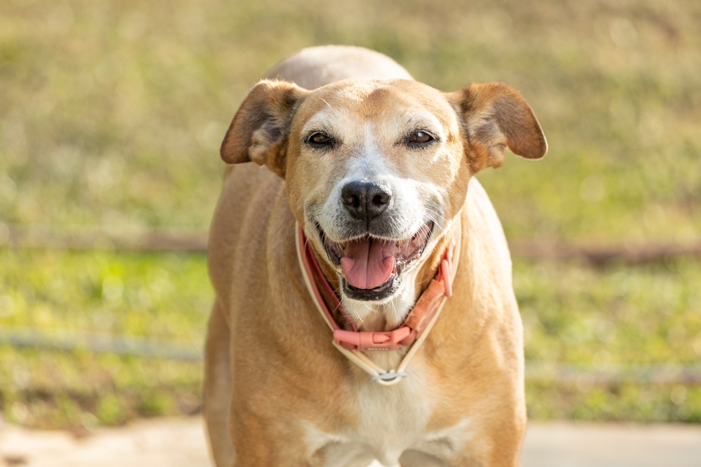 Prioritizing Your Pup’s Well-Being: Common Orthopedic Issues in Dogs
