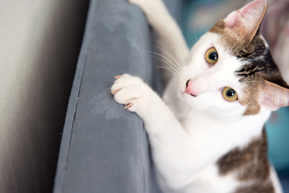 Cat,Scratching.claws,On,The,Scratching,Furniture