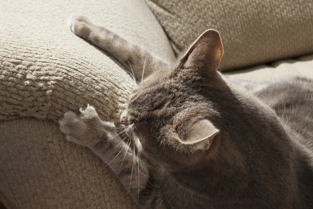 Feline Behavior Unveiled: Understanding and Solving Common Behavioral Issues In Cats