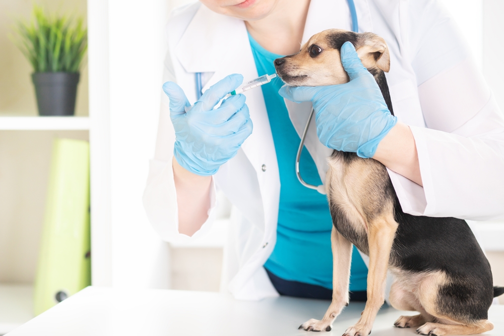Pet Vaccinations: Safeguarding Your Beloved Sleepy Hollow Pets