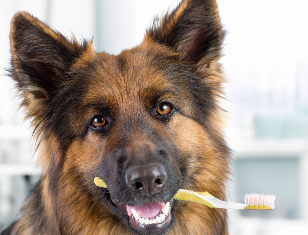 Unveiling the Smile: The Importance of Dental Health for Your Furry Friends