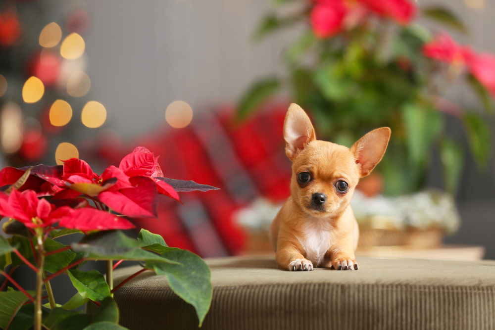 Celebrating a Pet-Safe Holiday Season: Potential Dangers and Precautions