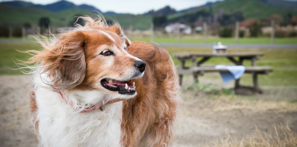 Winter Woes: Caring for Your Outdoor Pet in Cold Weather