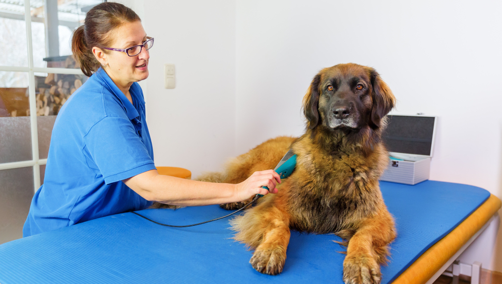 Discover the Benefits of Cold Laser Therapy for Your Pet