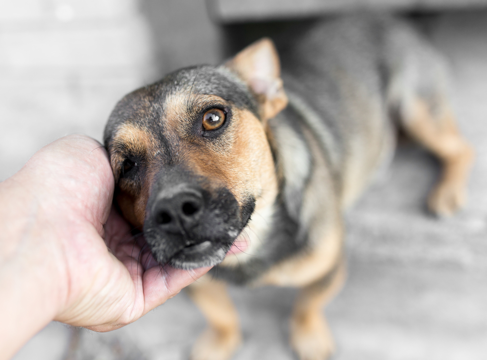 Man,Caresses,A,Dog,Hand