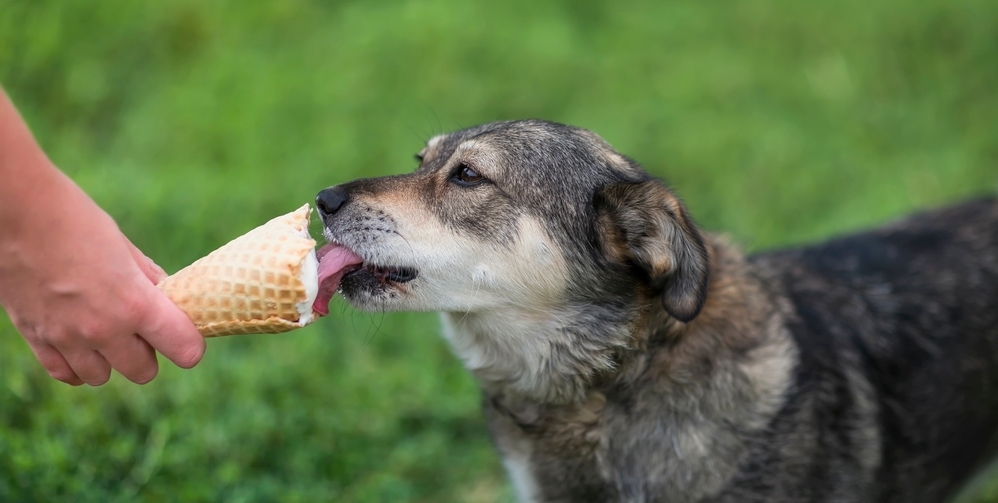 Beat the Heat: Essential Summer Safety Tips for Sleepy Hollow Pet Parents